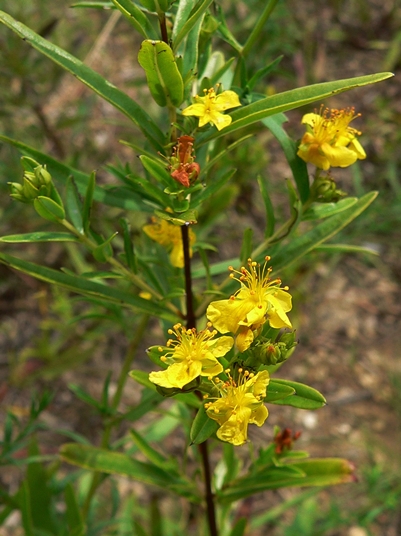 {Hypericum sphaerocarpum}